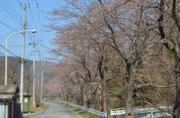 井戸の桜並木