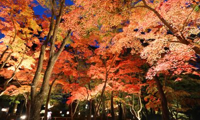 November 1st, 2019 to November 30th