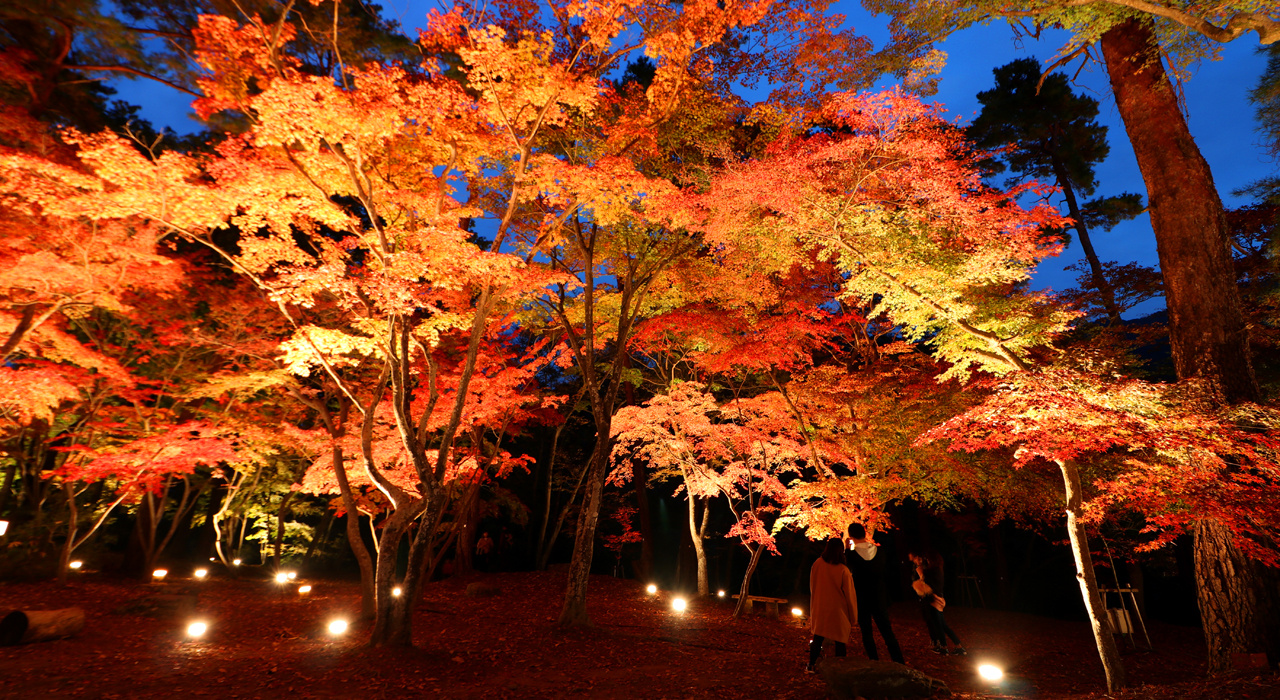 2019年11月1日（金）～24日（日）