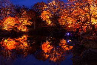 桜山公園ライトアップ