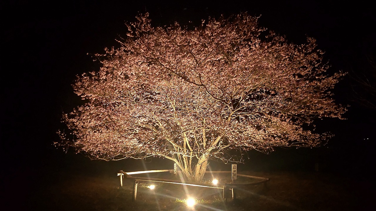 岩田桜ライトアップ：3月20日～