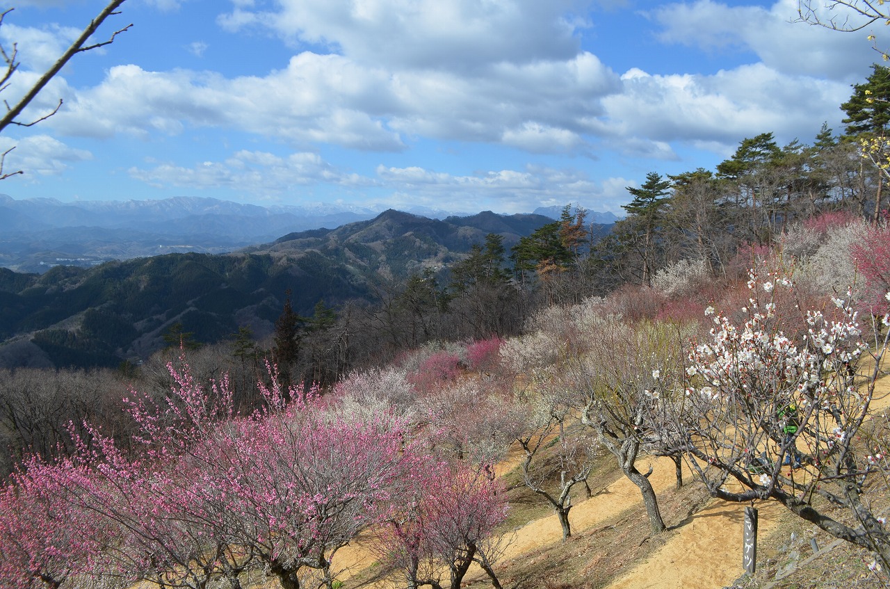 長瀞宝登山梅まつり　３月１日～３月２２日