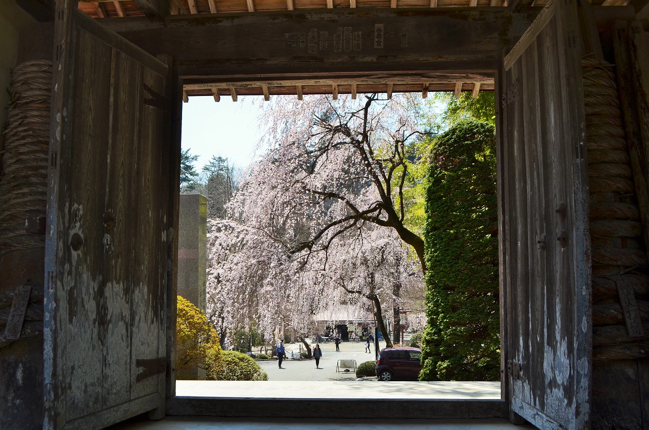 しだれ桜（法善寺・宝登山神社・道光寺）が見頃をむかえています。