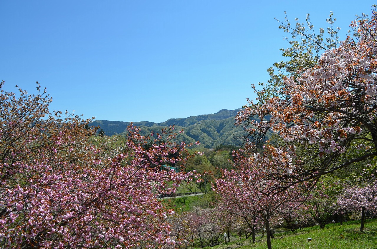 通り抜けの桜（八重桜・不動寺）が、咲き始めました。