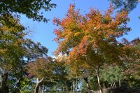 月の石もみじ公園