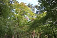 月の石もみじ公園