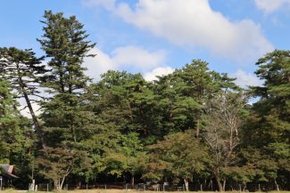 月の石もみじ公園