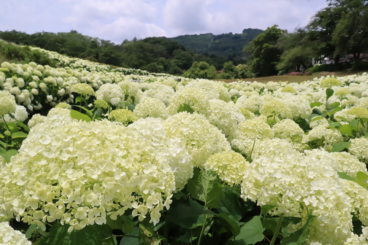 花の里 ハナビシソウ アナベル あじさい 開花情報 21 6 18 長瀞町観光協会公式サイト