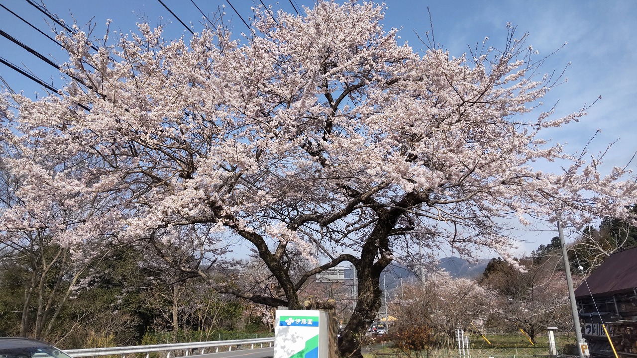 埼玉 県 桜 開花